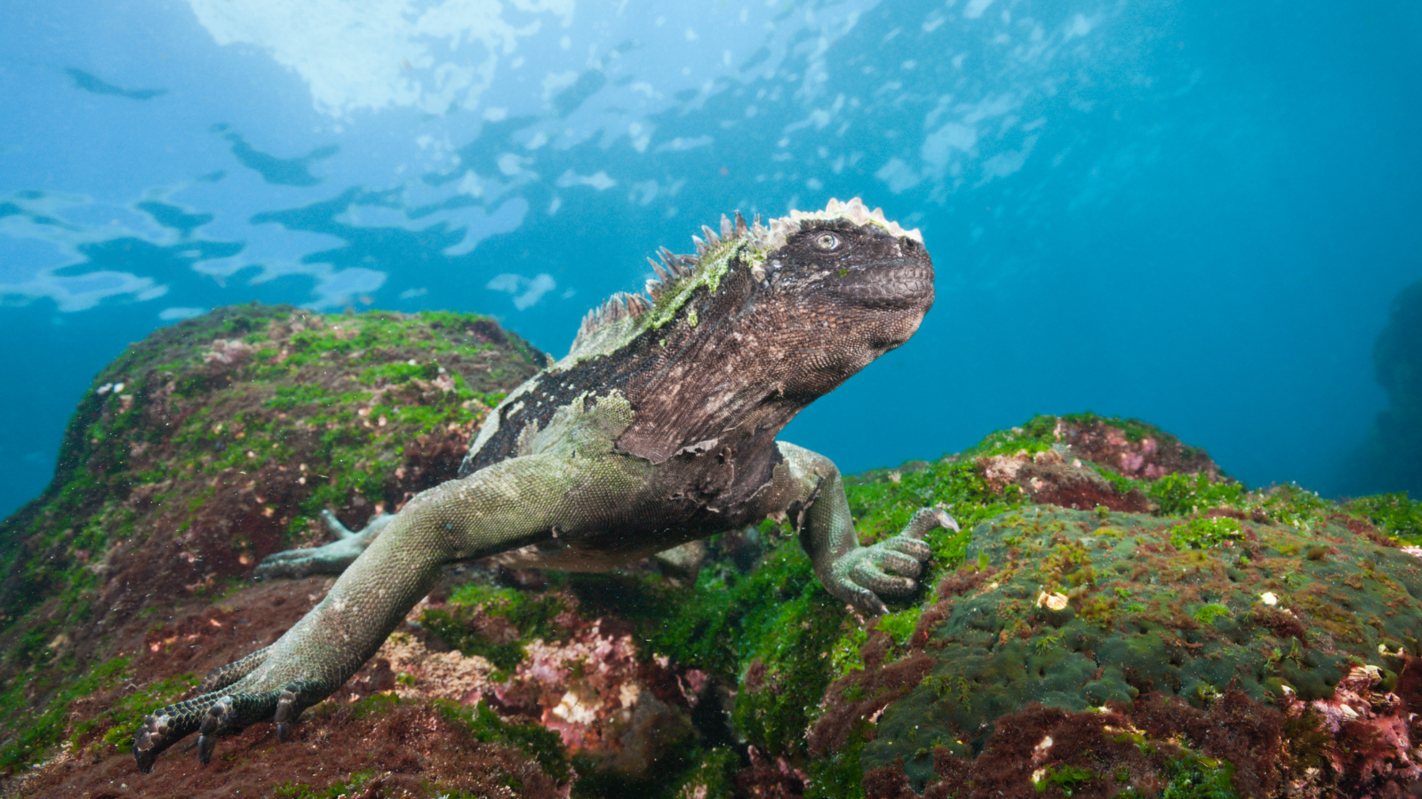 The Living Galápagos , image 2