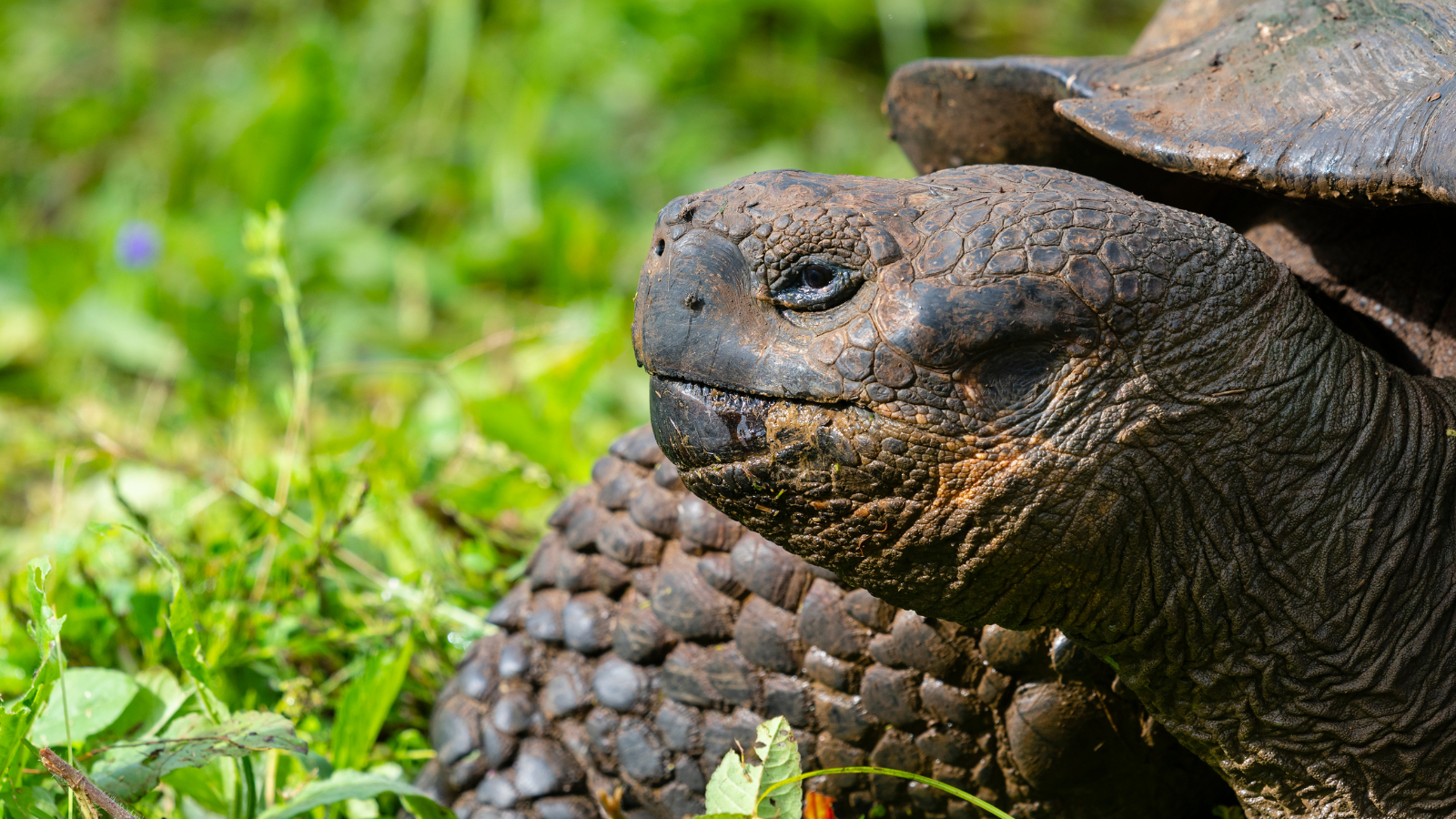 The Living Galápagos , image 4